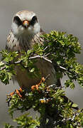 Red-footed Falcon