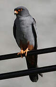 Red-footed Falcon