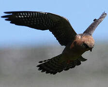 Red-footed Falcon