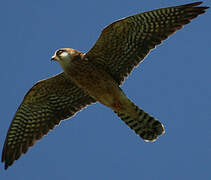 Red-footed Falcon