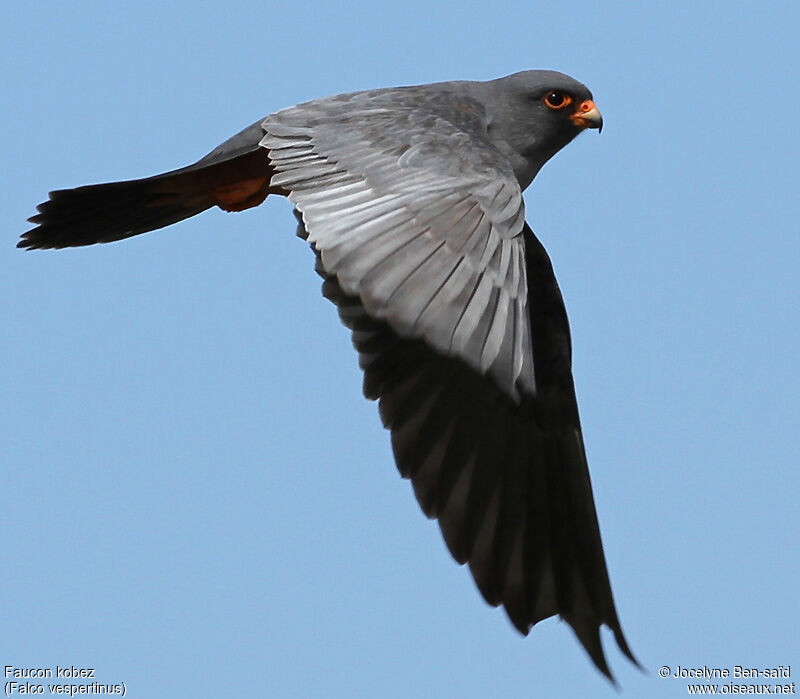 Red-footed Falcon male