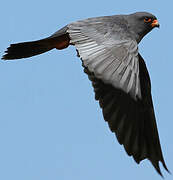 Red-footed Falcon