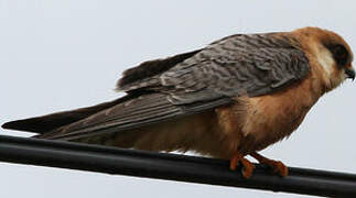 Red-footed Falcon