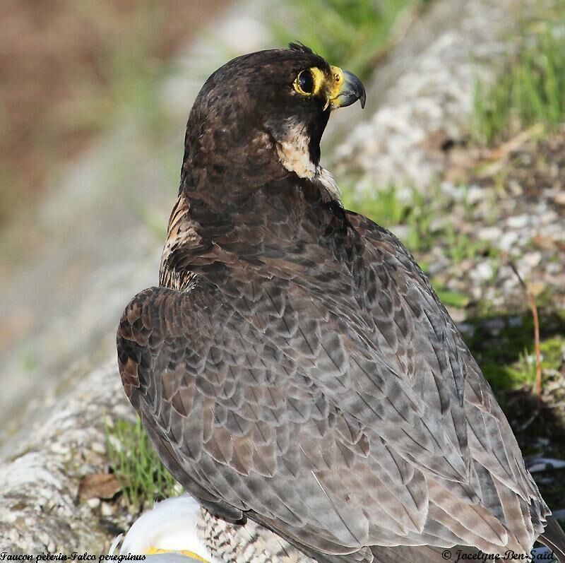 Peregrine Falcon