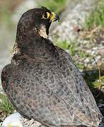 Peregrine Falcon