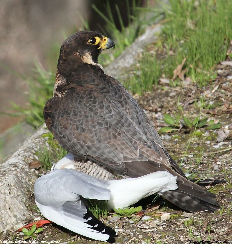 Peregrine Falcon