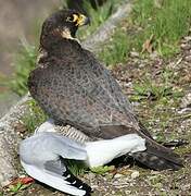 Peregrine Falcon