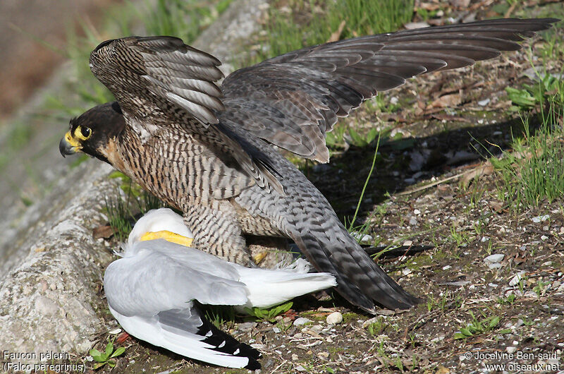 Peregrine Falcon