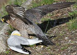 Peregrine Falcon