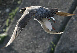 Peregrine Falcon