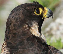 Peregrine Falcon