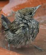 Eurasian Blackcap