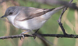 Lesser Whitethroat