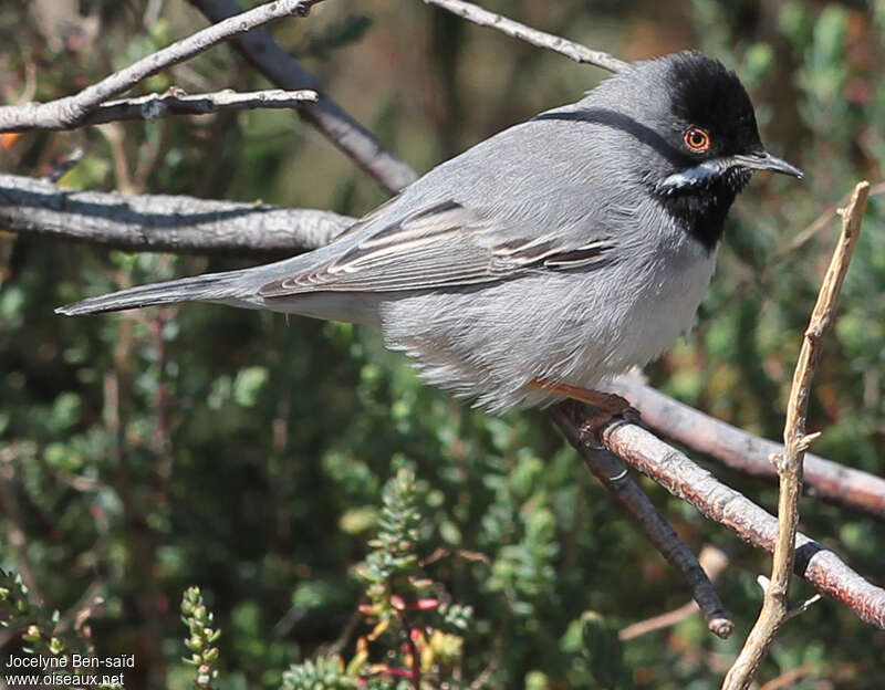 Rüppell's Warbler male adult breeding, identification