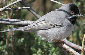 Rüppell's Warbler