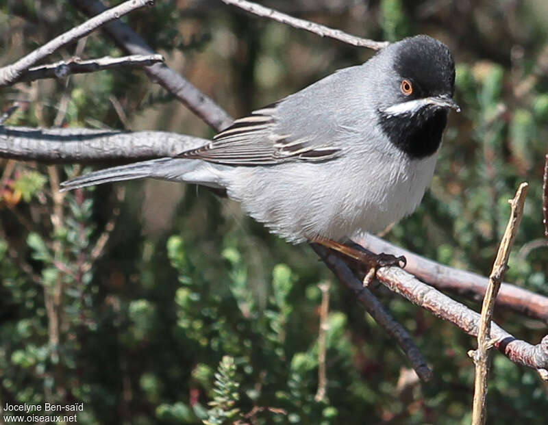 Fauvette de Rüppell mâle adulte nuptial, identification