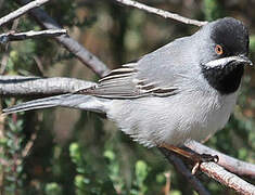 Rüppell's Warbler