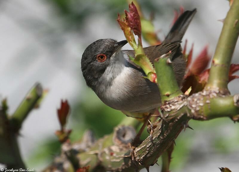 Sardinian Warbler female adult