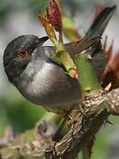 Sardinian Warbler