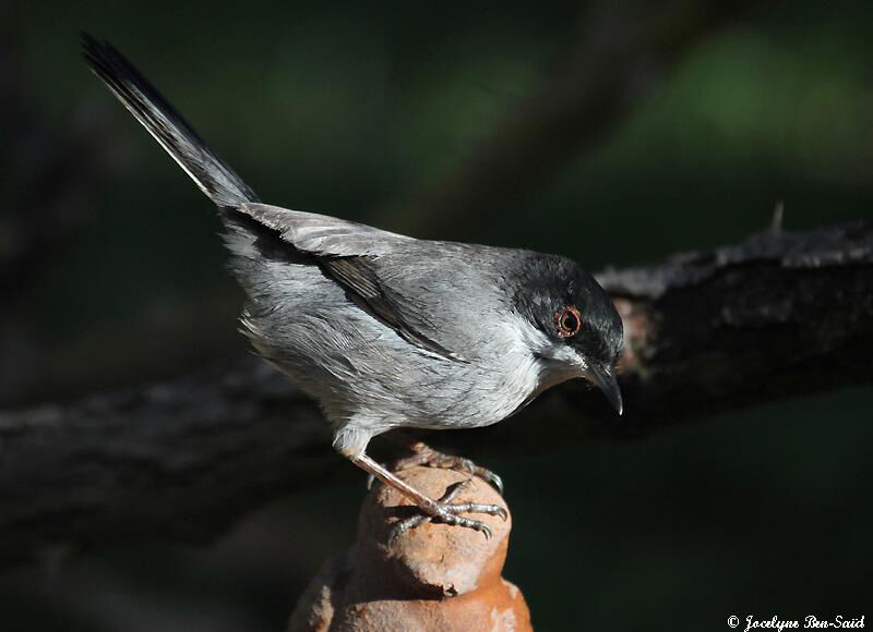 Sardinian Warbler male