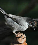 Sardinian Warbler