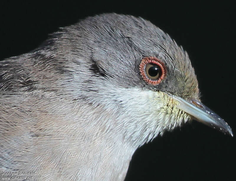 Sardinian Warbler female adult post breeding, close-up portrait