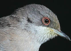 Sardinian Warbler