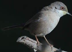 Sardinian Warbler