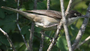 Western Orphean Warbler