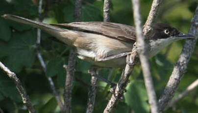 Fauvette orphée