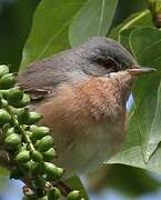 Western Subalpine Warbler