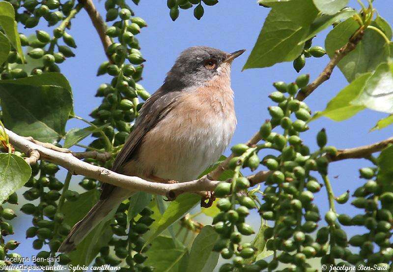 Subalpine Warbler female adult, identification