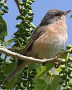 Subalpine Warbler