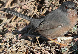 Dartford Warbler