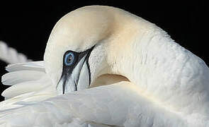 Northern Gannet