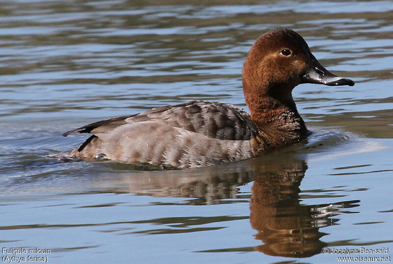 Common Pochard female adult