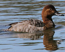 Common Pochard