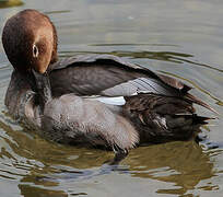 Common Pochard