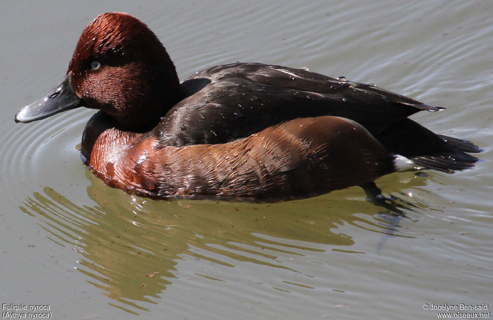 Ferruginous Duck male