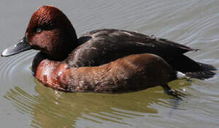 Ferruginous Duck