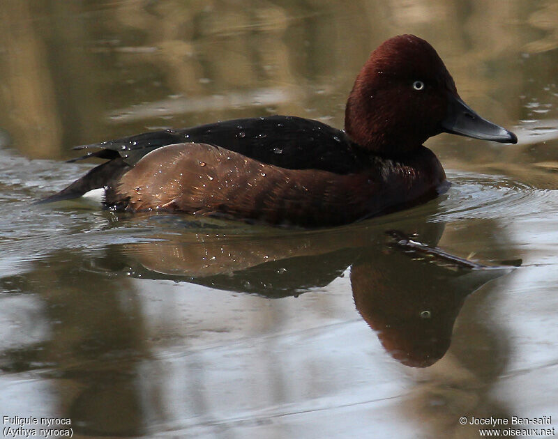 Ferruginous Duck male