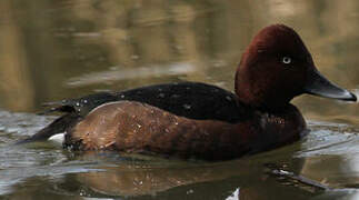 Ferruginous Duck