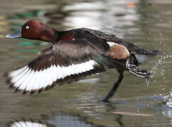 Ferruginous Duck