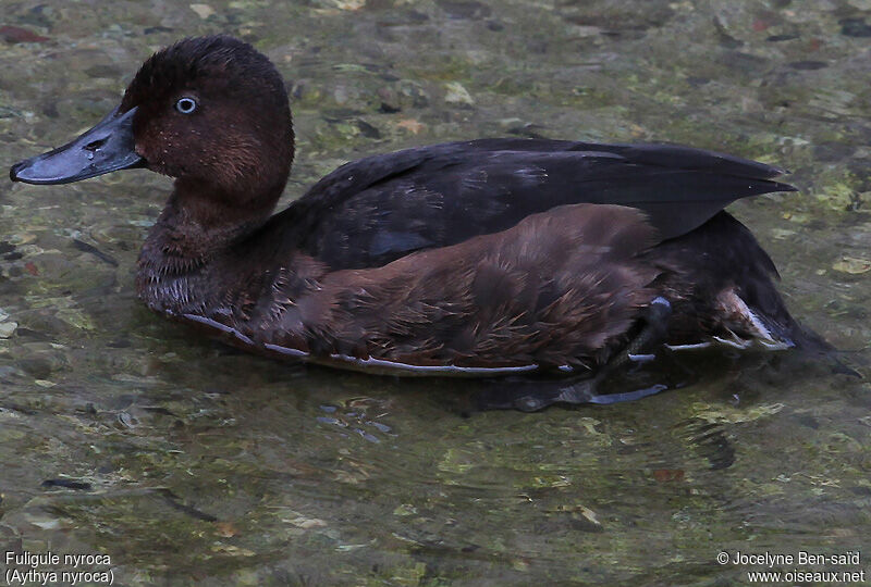 Ferruginous Duck male