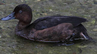 Ferruginous Duck