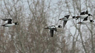 Common Goldeneye