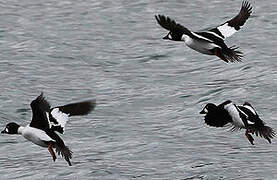 Common Goldeneye