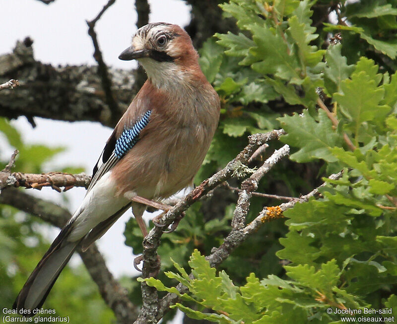 Eurasian Jay