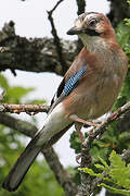 Eurasian Jay