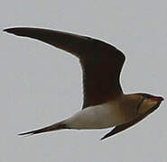 Collared Pratincole